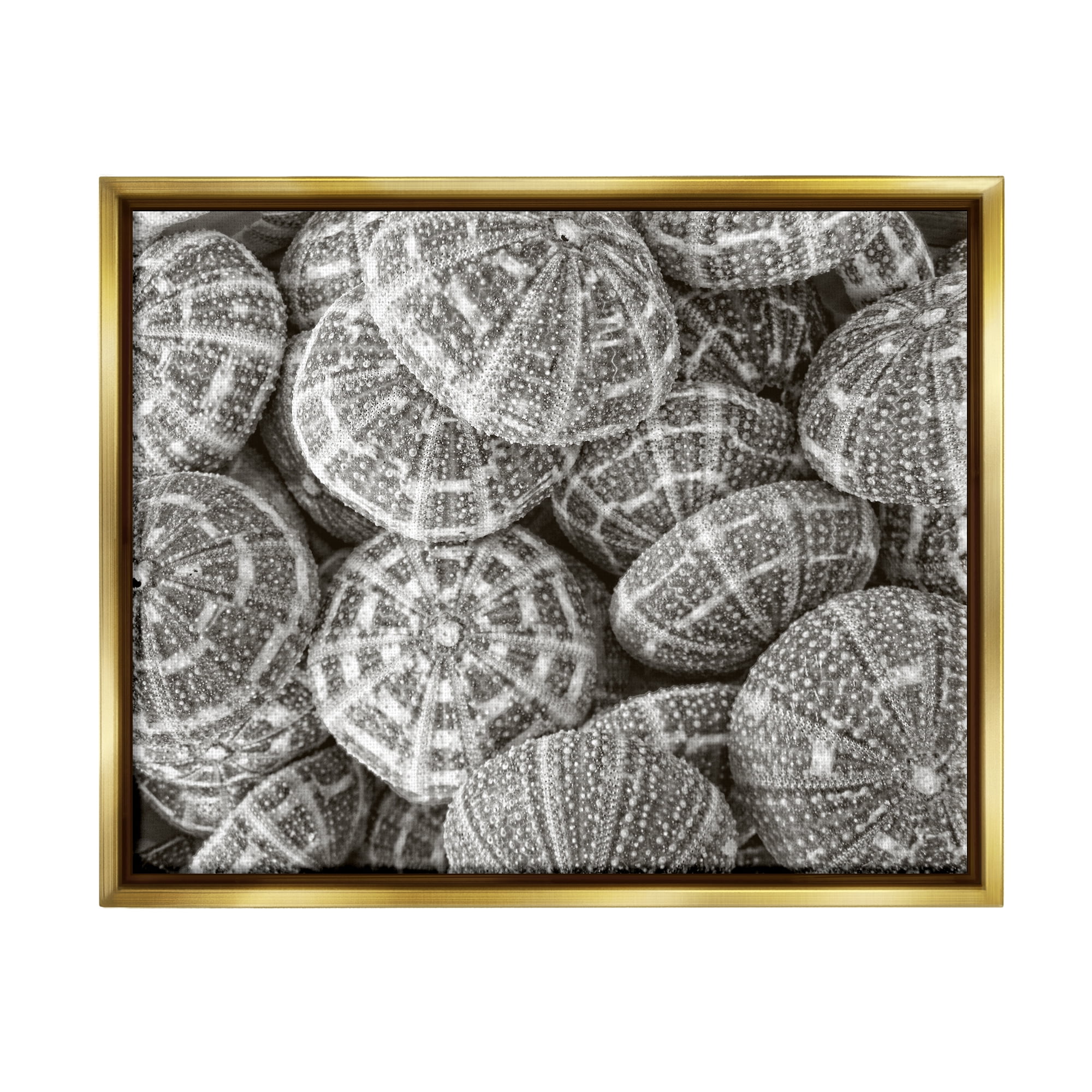 Stupell Industries Pewter Sea Urchins Photography Animals & Insects Photography Gold Floater Framed Art Print Wall Art, 31 x 25