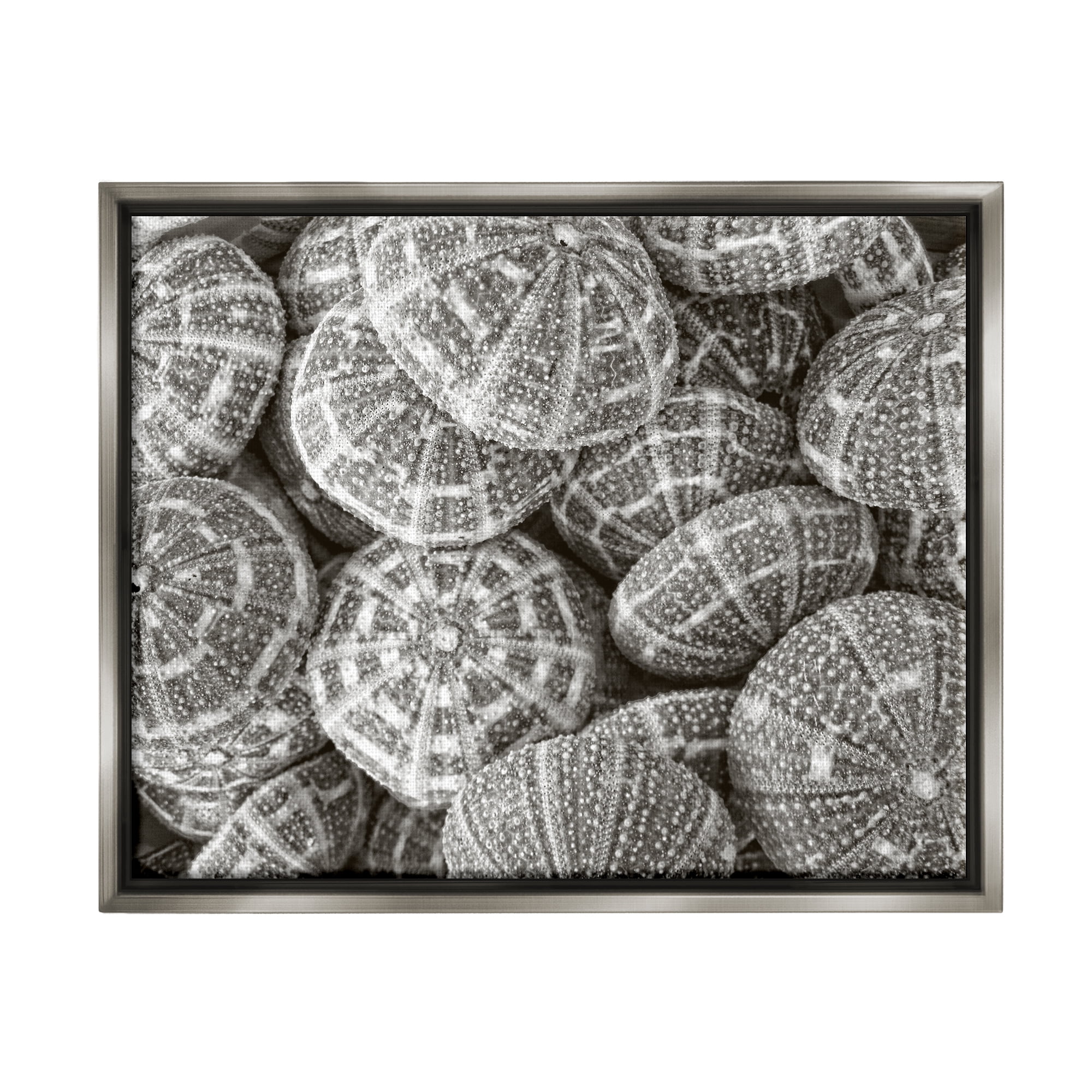 Stupell Industries Pewter Sea Urchins Photography Animals & Insects Photography Gray Floater Framed Art Print Wall Art, 21 x 17