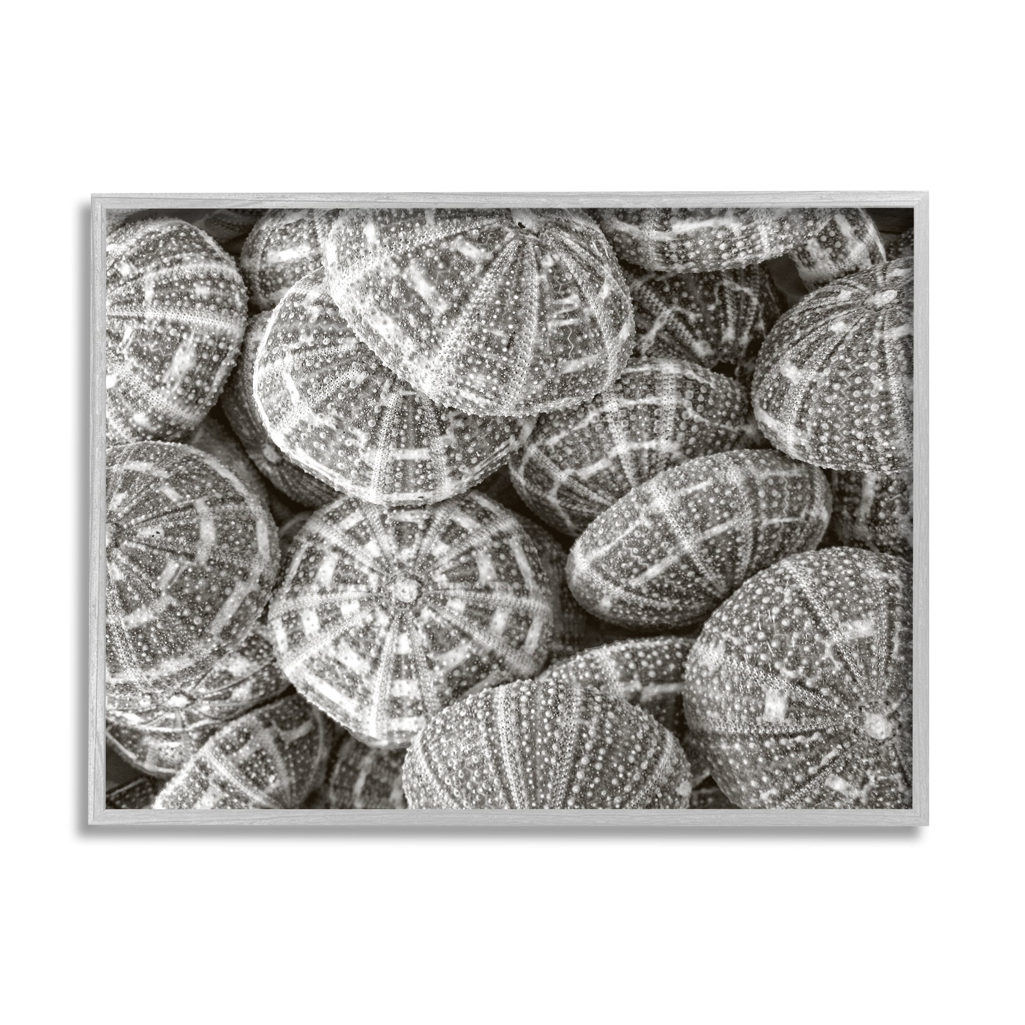 Stupell Industries Pewter Sea Urchins Photography Animals & Insects Photography Gray Framed Art Print Wall Art, 20 x 16