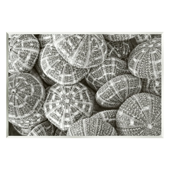 Stupell Industries Pewter Sea Urchins Photography Animals & Insects Photography Unframed Art Print Wall Art, 15 x 10