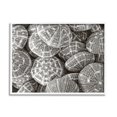 thumbnail image 1 of Stupell Industries Pewter Sea Urchins Photography Animals & Insects Photography White Framed Art Print Wall Art, 20 x 16, 1 of 8
