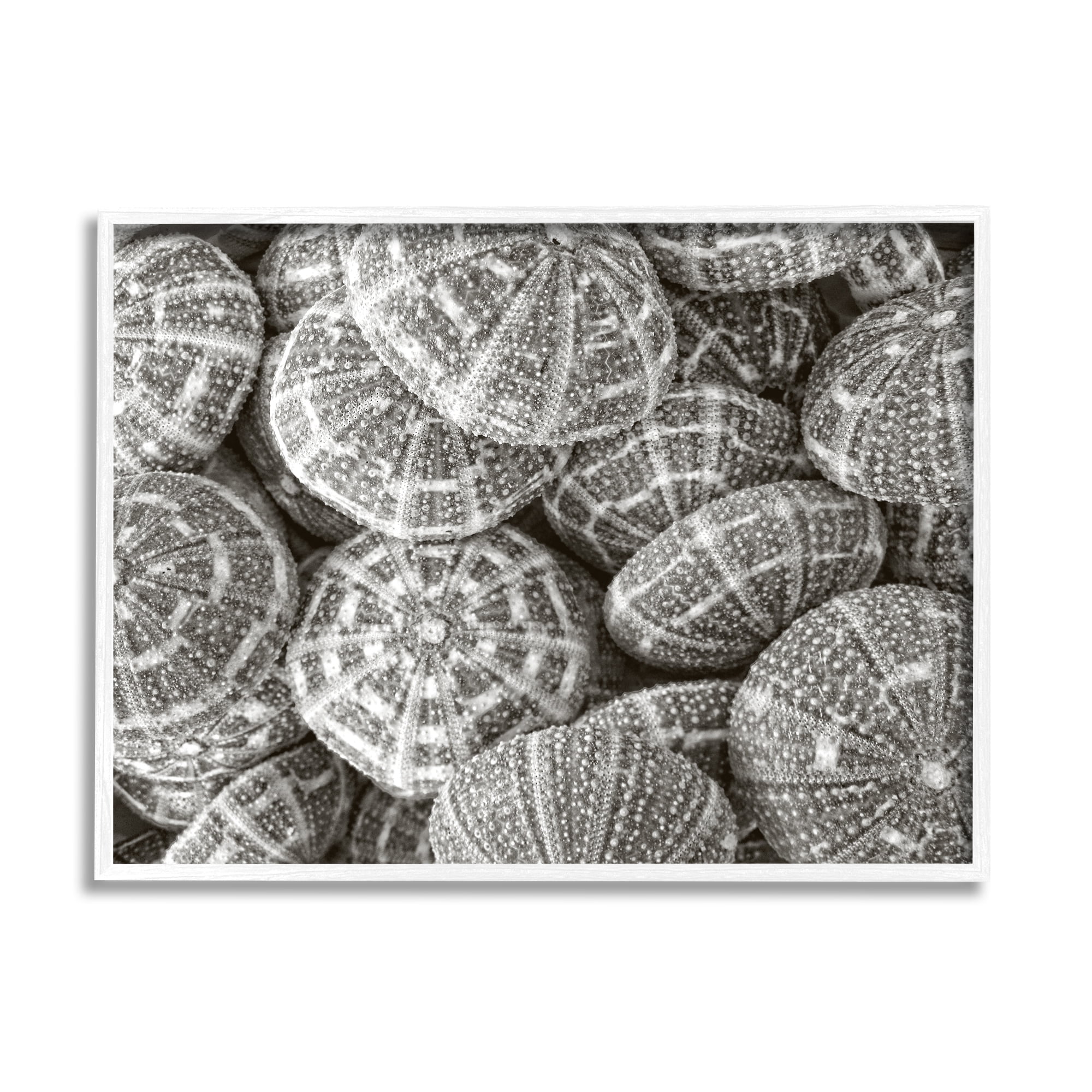 Stupell Industries Pewter Sea Urchins Photography Animals & Insects Photography White Framed Art Print Wall Art, 30 x 24