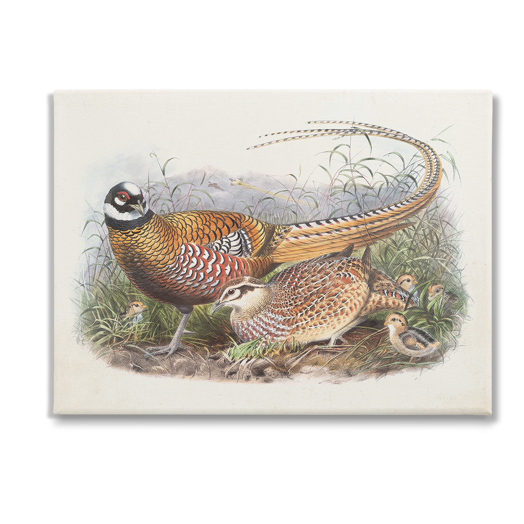 Stupell Industries Pheasant Family in Nature Animals & Insects Painting Gallery Wrapped Canvas Art Print Wall Art, 48 x 36