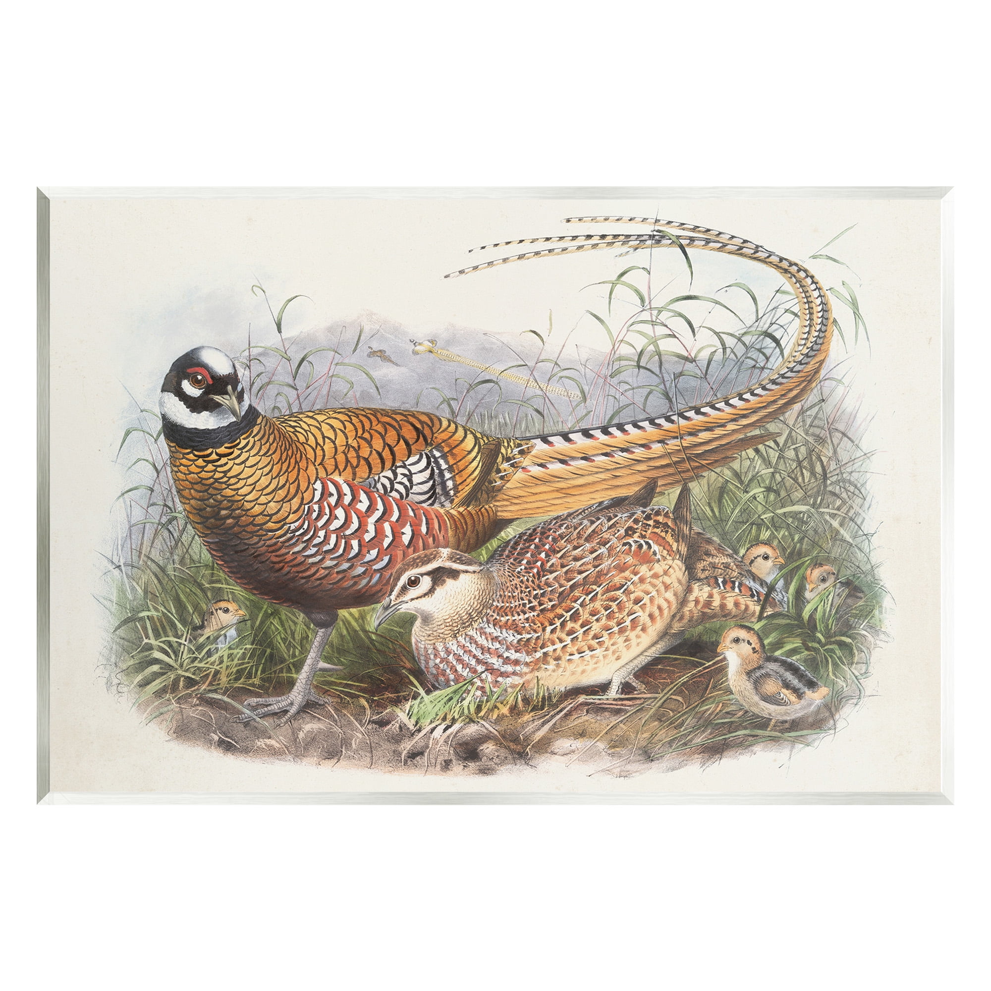 Stupell Industries Pheasant Family in Nature Animals & Insects Painting Unframed Art Print Wall Art, 15 x 10