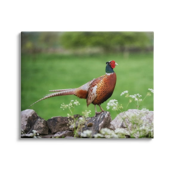 Stupell Industries Pheasant Strolling Lush Grassland Rural Nature Landscape Photograph Gallery Wrapped Canvas Print Wall Art, Design by James Dobson