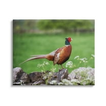 Stupell Industries Pheasant Strolling Lush Grassland Rural Nature Landscape Photograph Gallery Wrapped Canvas Print Wall Art, Design by James Dobson