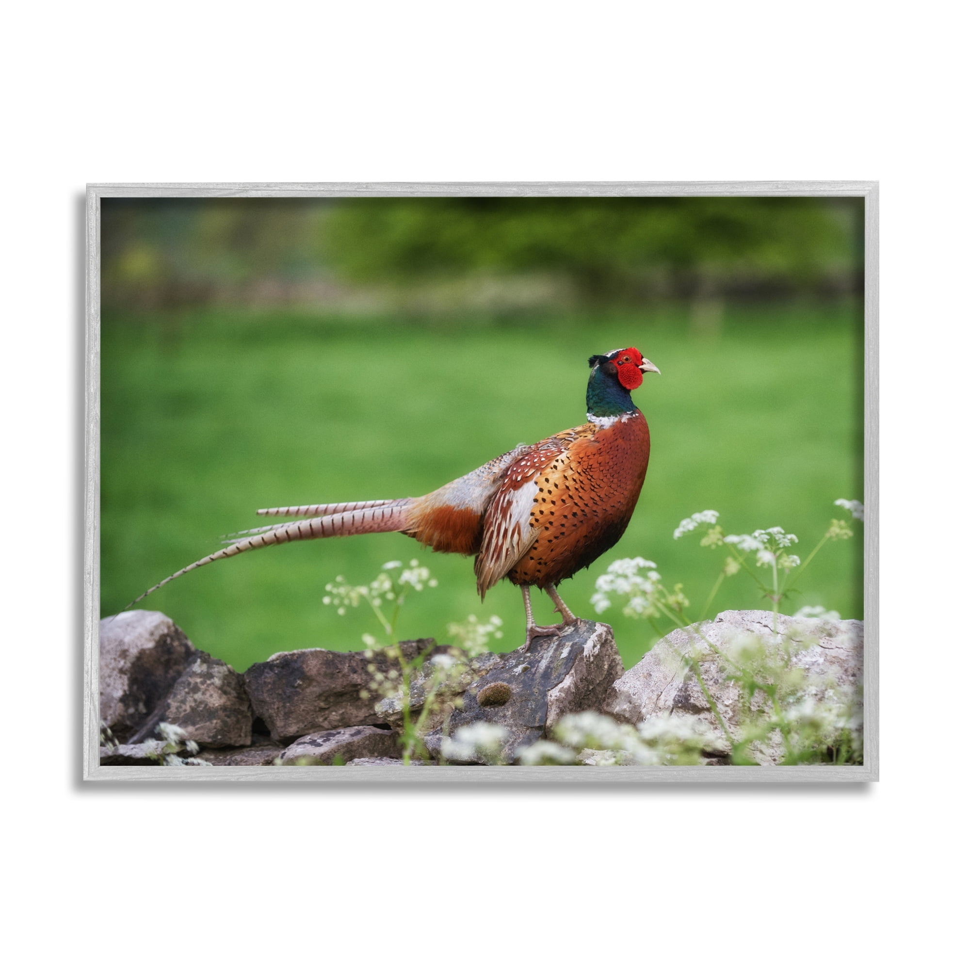 Stupell Industries Pheasant Strolling Lush Grassland Rural Nature Landscape Photograph Gray Framed Art Print Wall Art, Design by James Dobson