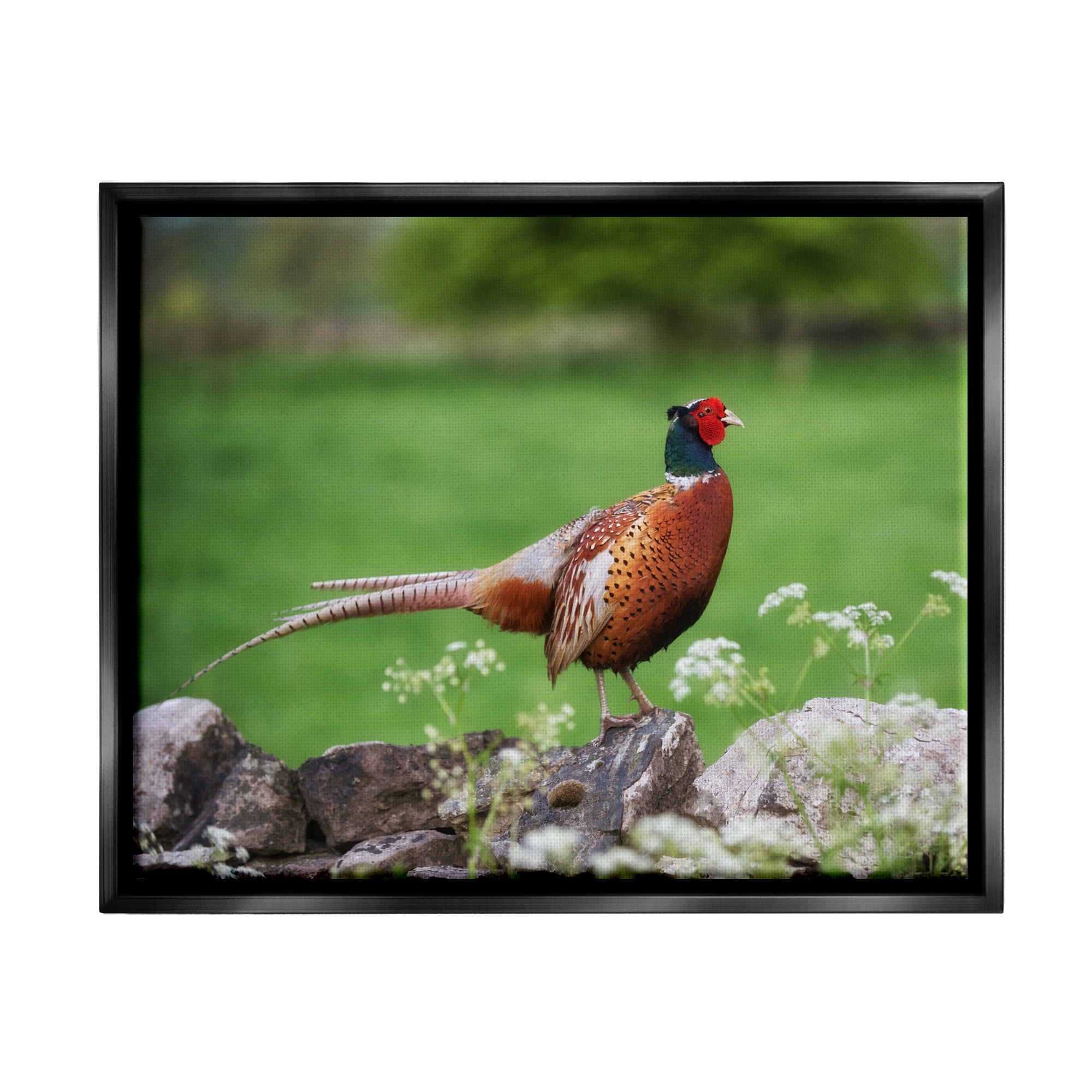 Stupell Industries Pheasant Strolling Lush Grassland Rural Nature Landscape Photograph Jet Black Floating Framed Canvas Print Wall Art, Design by James Dobson