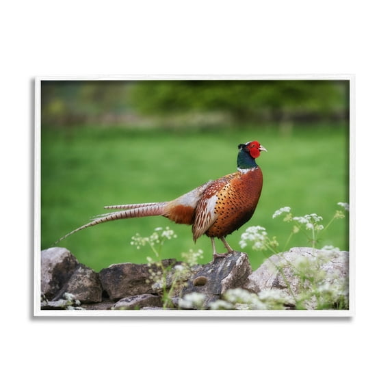 Stupell Industries Pheasant Strolling Lush Grassland Rural Nature Landscape Photograph White Framed Art Print Wall Art, Design by James Dobson