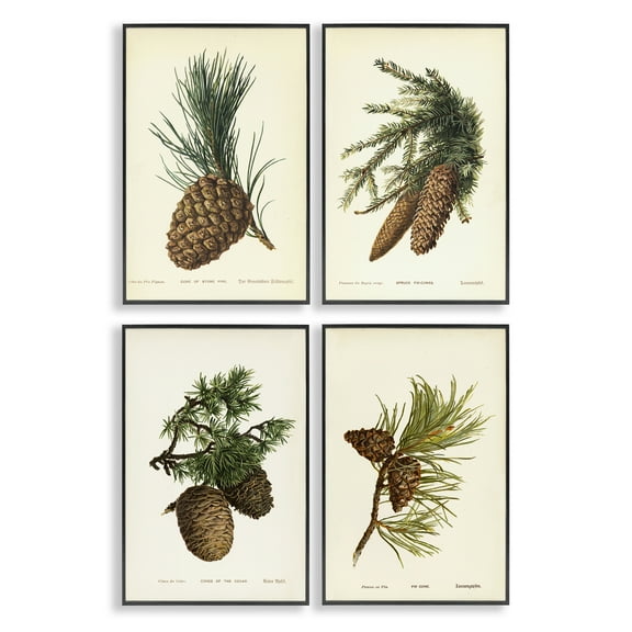 Stupell Industries Pinecone Latin Studies Plants & Flowers Painting Black Framed Art Print Wall Art, 12 x 18, Set of 4
