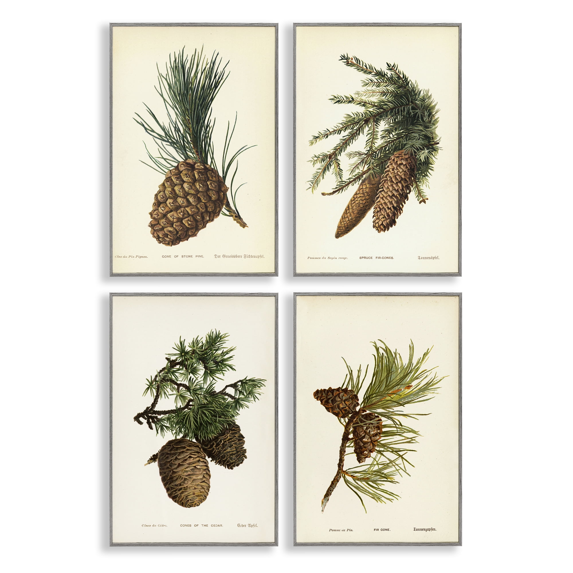 Stupell Industries Pinecone Latin Studies Plants & Flowers Painting Gray Framed Art Print Wall Art, 12 x 18, Set of 4