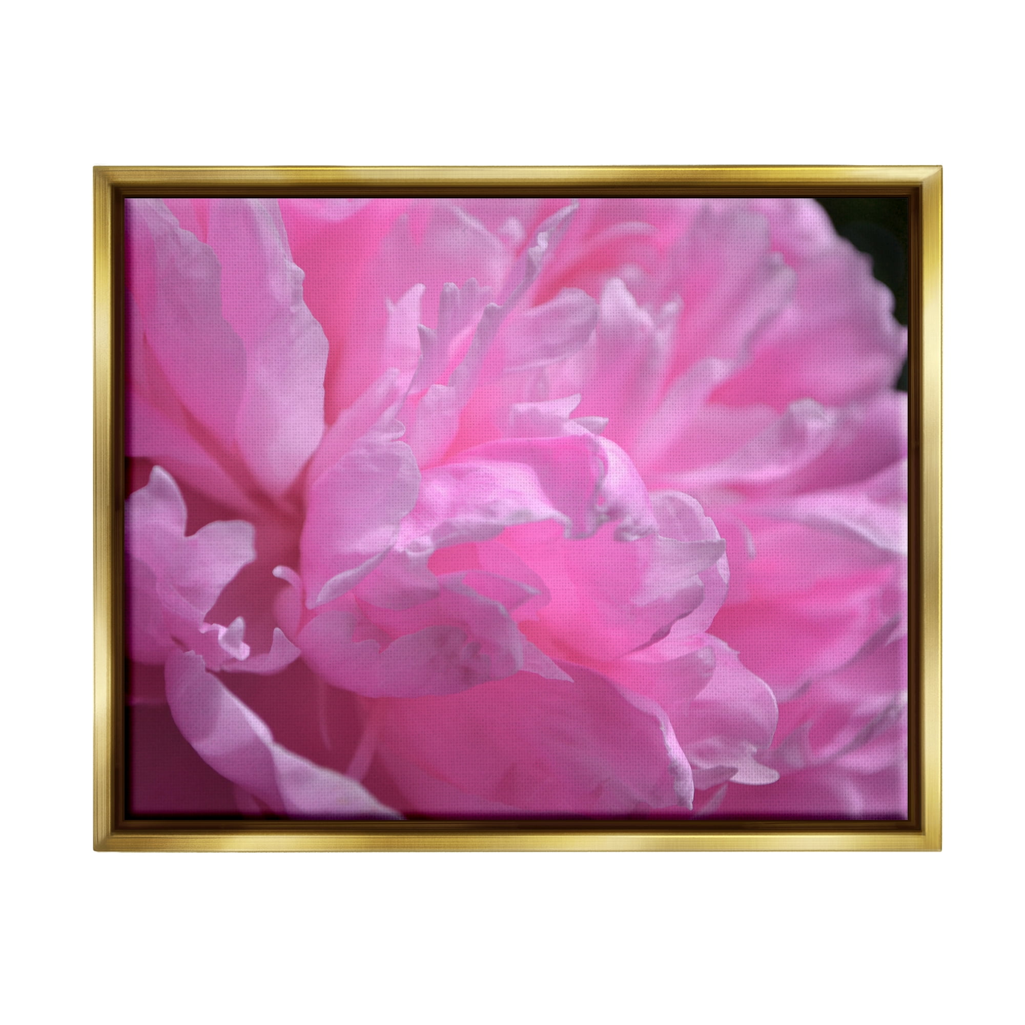 Stupell Industries Pink Carnation Photography Botanical & Floral Photography Gold Floater Framed Canvas Art Print Wall Art, 21 x 17