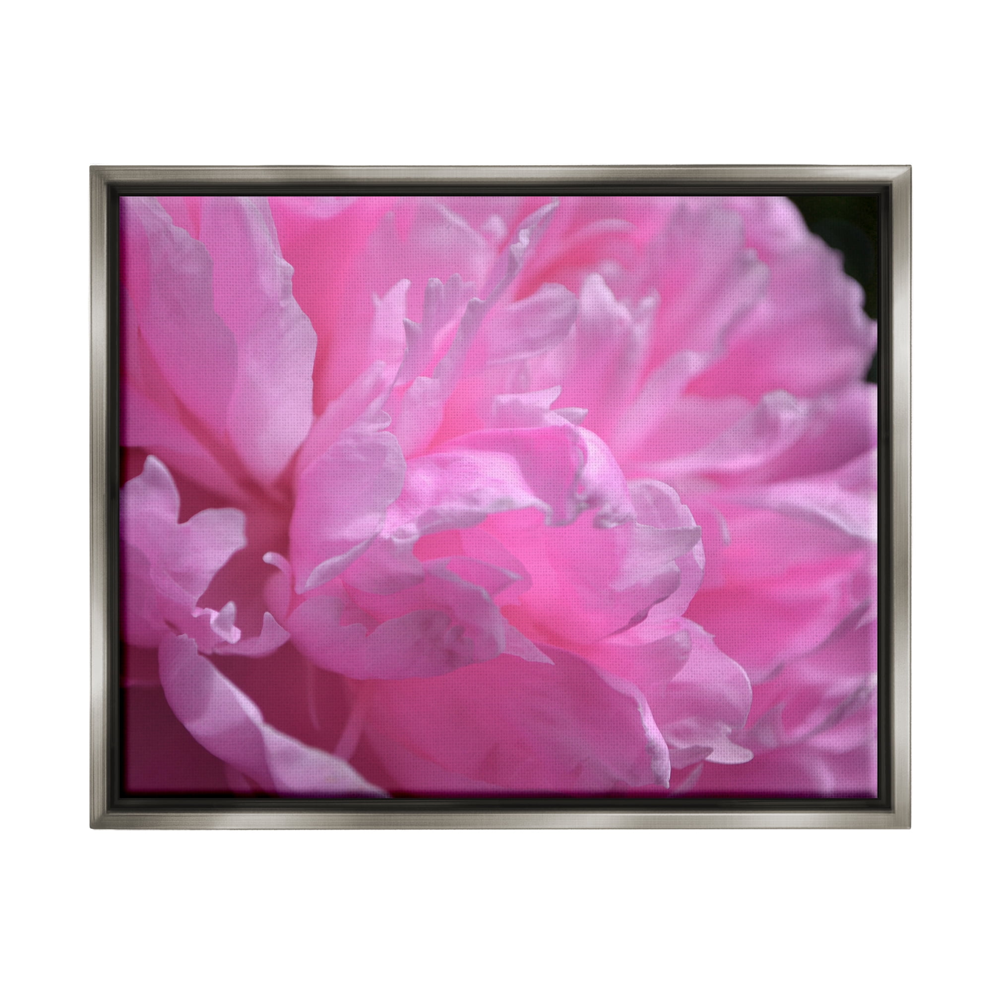 Stupell Industries Pink Carnation Photography Botanical & Floral Photography Gray Floater Framed Canvas Art Print Wall Art, 21 x 17