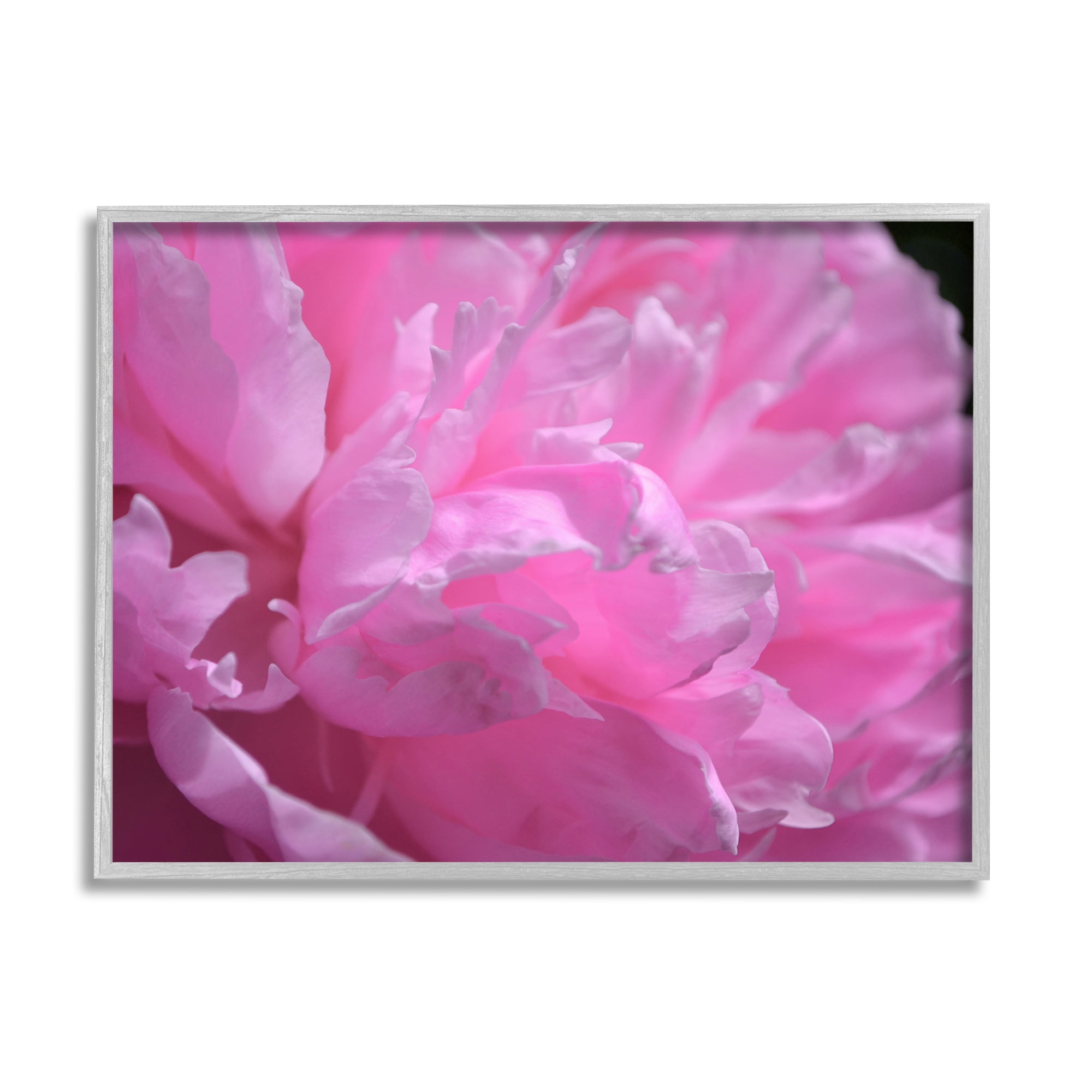 Stupell Industries Pink Carnation Photography Botanical & Floral Photography Gray Framed Art Print Wall Art, 20 x 16