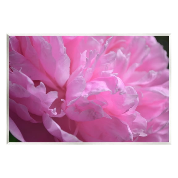 Stupell Industries Pink Carnation Photography Botanical & Floral Photography Unframed Art Print Wall Art, 15 x 10