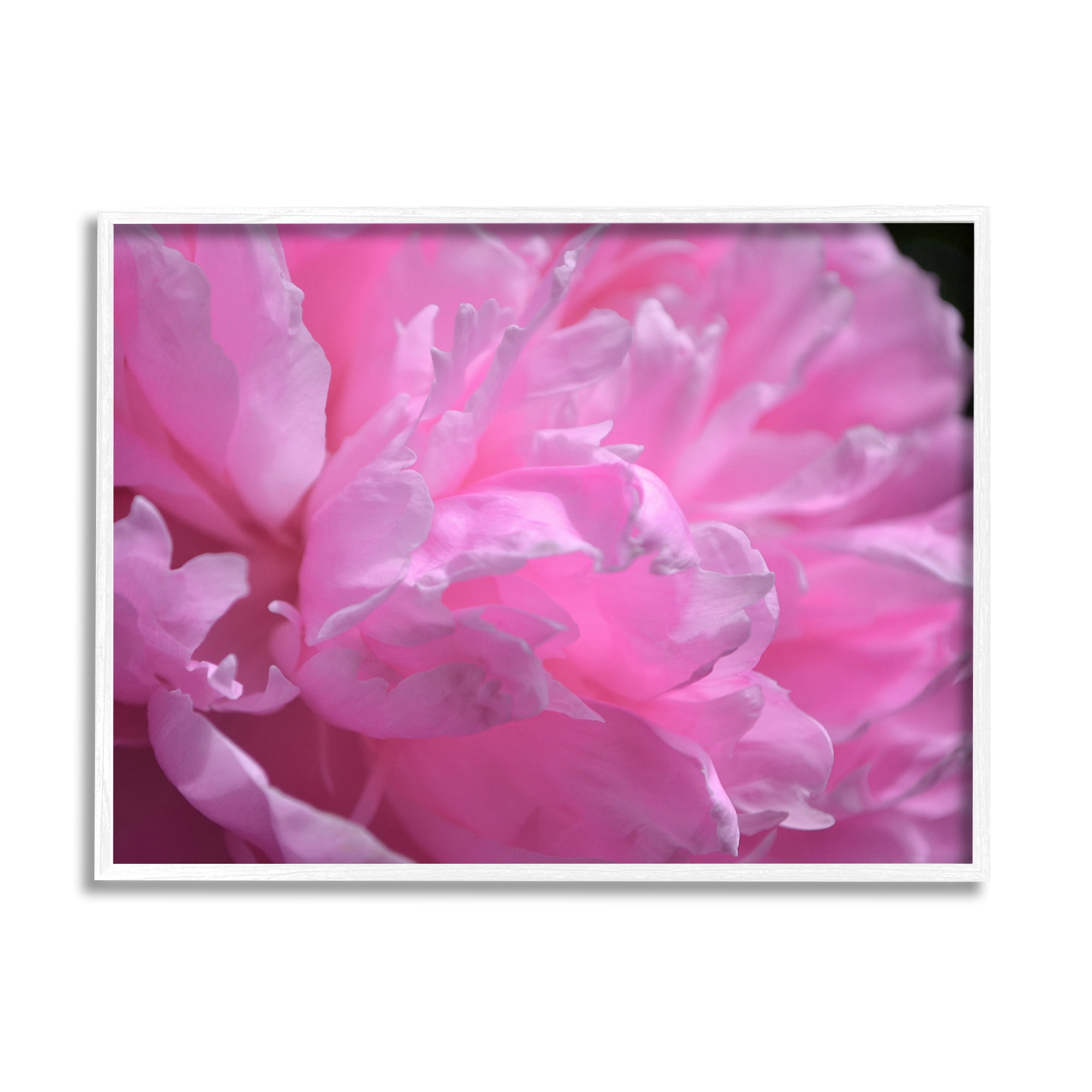 Stupell Industries Pink Carnation Photography Botanical & Floral Photography White Framed Art Print Wall Art, 14 x 11