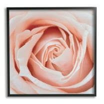 Stupell Industries Pink Close Up Rose Botanical & Floral Photography Black Framed Art Print Wall Art, 12 x 12