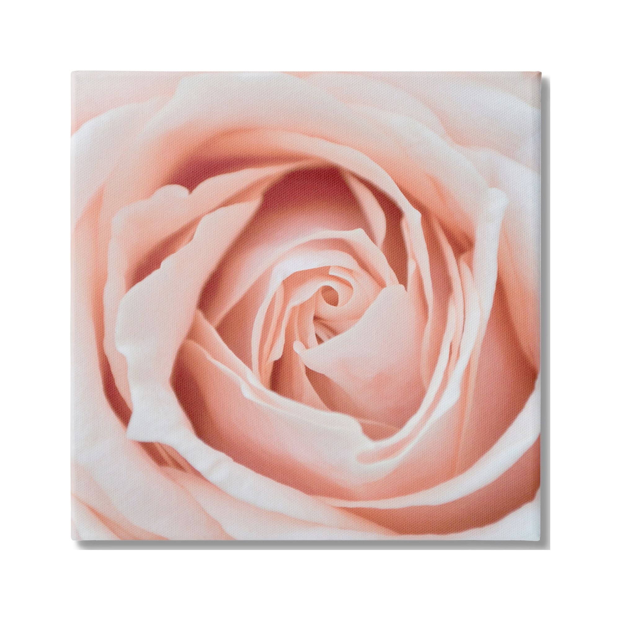 Stupell Industries Pink Close Up Rose Botanical & Floral Photography Gallery Wrapped Canvas Print Wall Art, 24 x 24