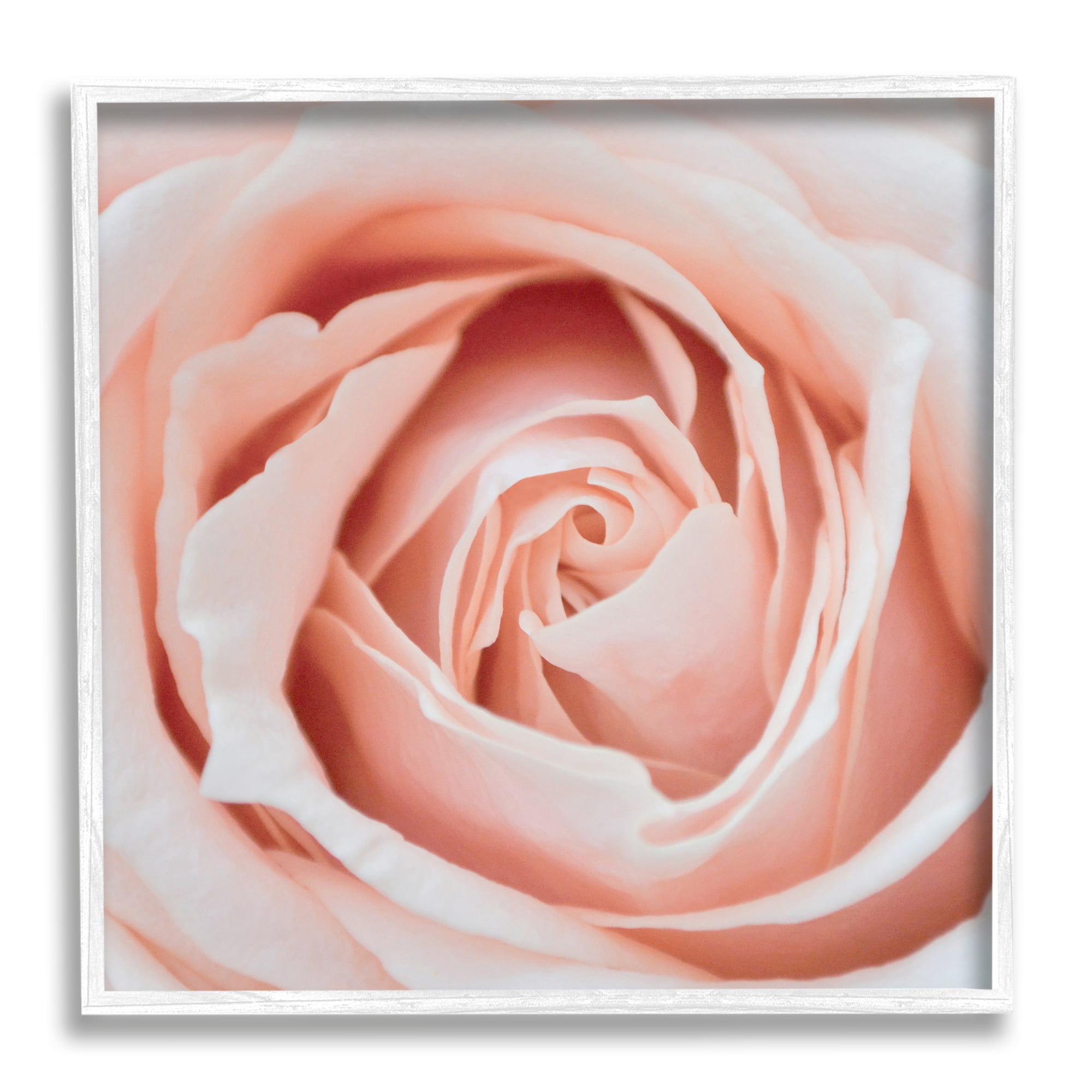 Stupell Industries Pink Close Up Rose Botanical & Floral Photography White Framed Art Print Wall Art, 12 x 12