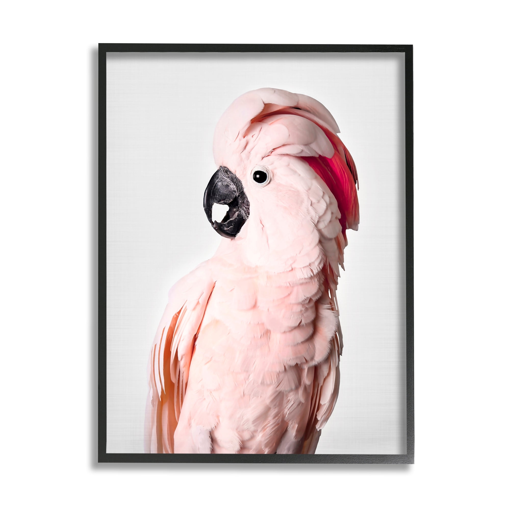 Stupell Industries Pink Cockatoo Photography Animals & Insects Photography Black Framed Art Print Wall Art, 11 x 14