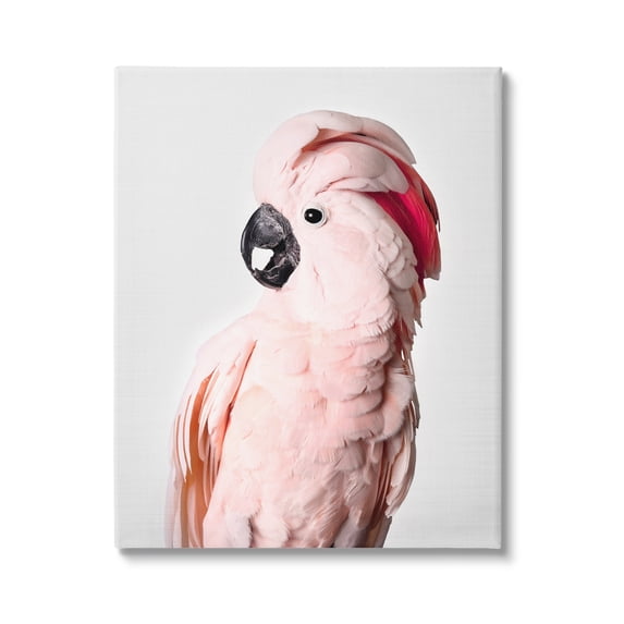 Stupell Industries Pink Cockatoo Photography Animals & Insects Photography Gallery Wrapped Canvas Print Wall Art, 24 x 30