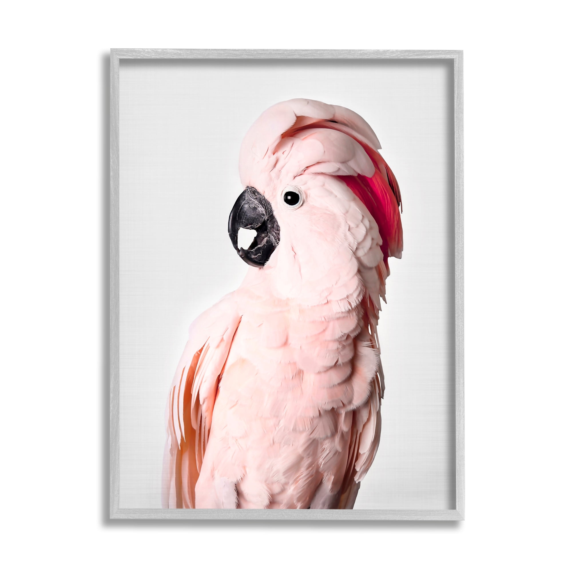 Stupell Industries Pink Cockatoo Photography Animals & Insects Photography Gray Framed Art Print Wall Art, 11 x 14