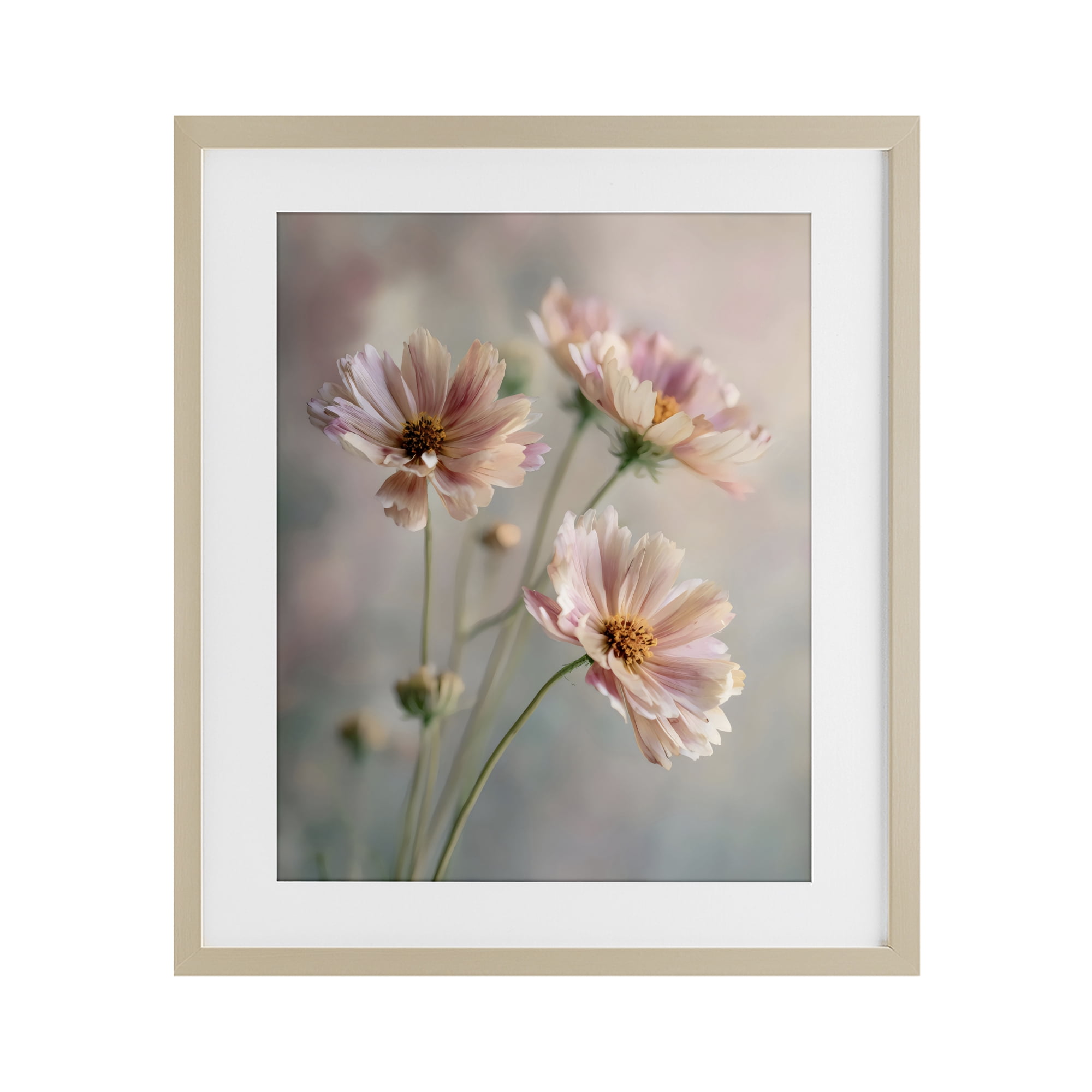 Stupell Industries Pink Daisies Close Up Birch Framed Print Under Glass, design by Franklyn Gregory