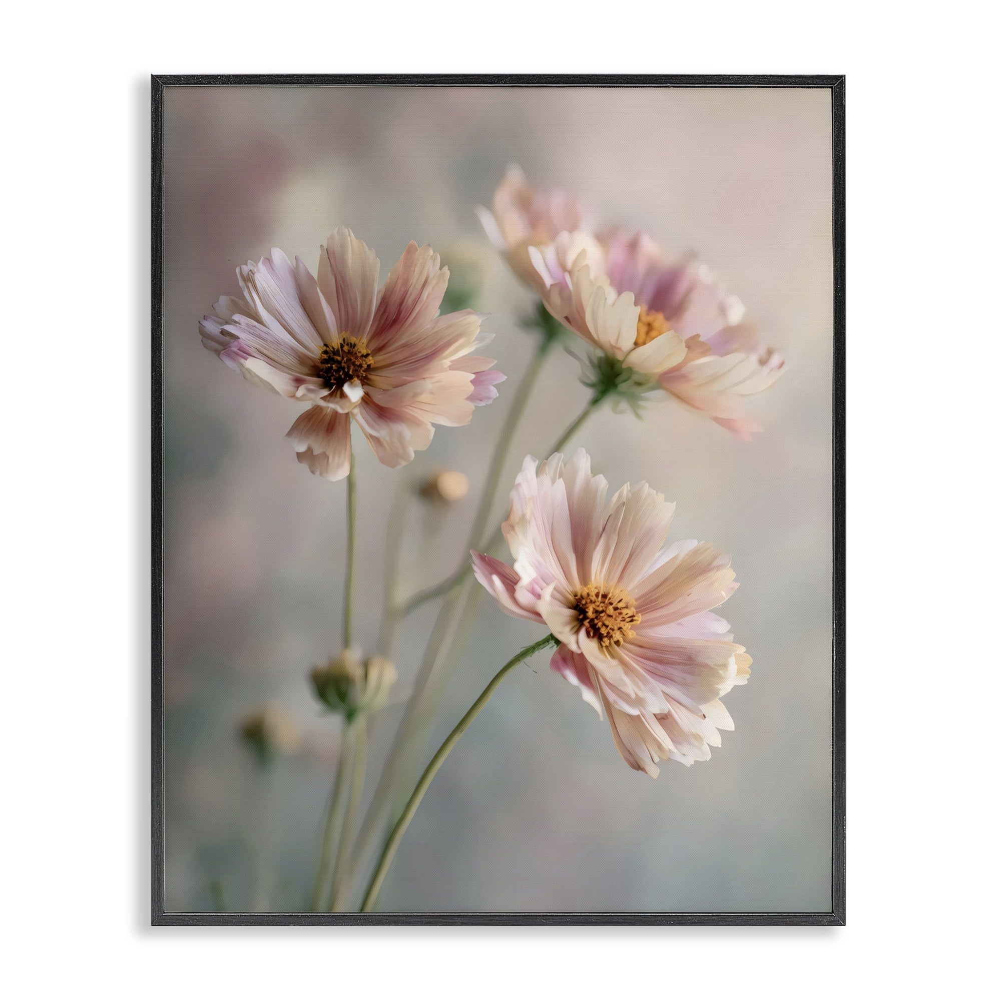 Stupell Industries Pink Daisies Close Up Black Framed Giclee Art, design by Franklyn Gregory