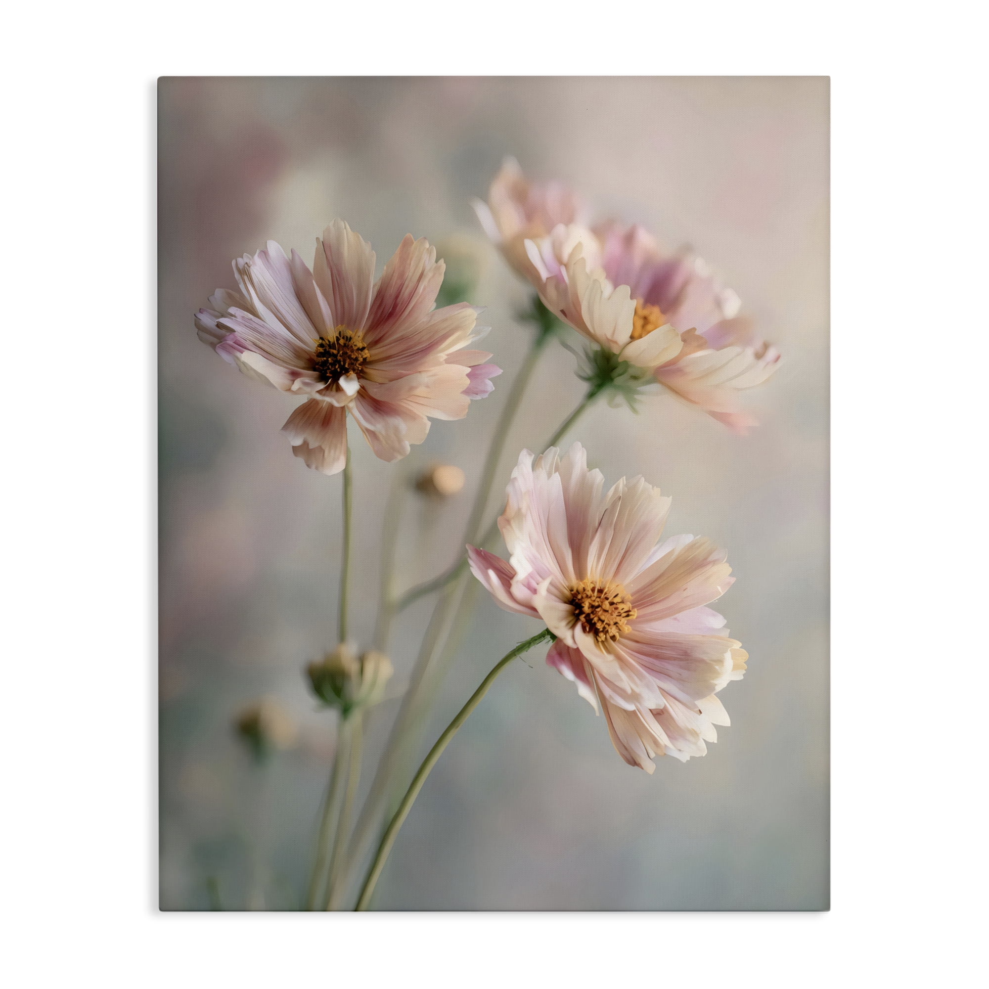 Stupell Industries Pink Daisies Close Up Canvas Wall Art, design by Franklyn Gregory