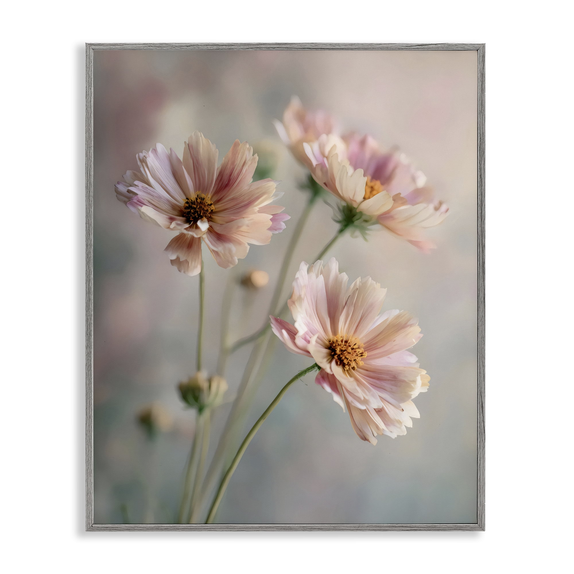 Stupell Industries Pink Daisies Close Up Gray Framed Giclee Art, design by Franklyn Gregory