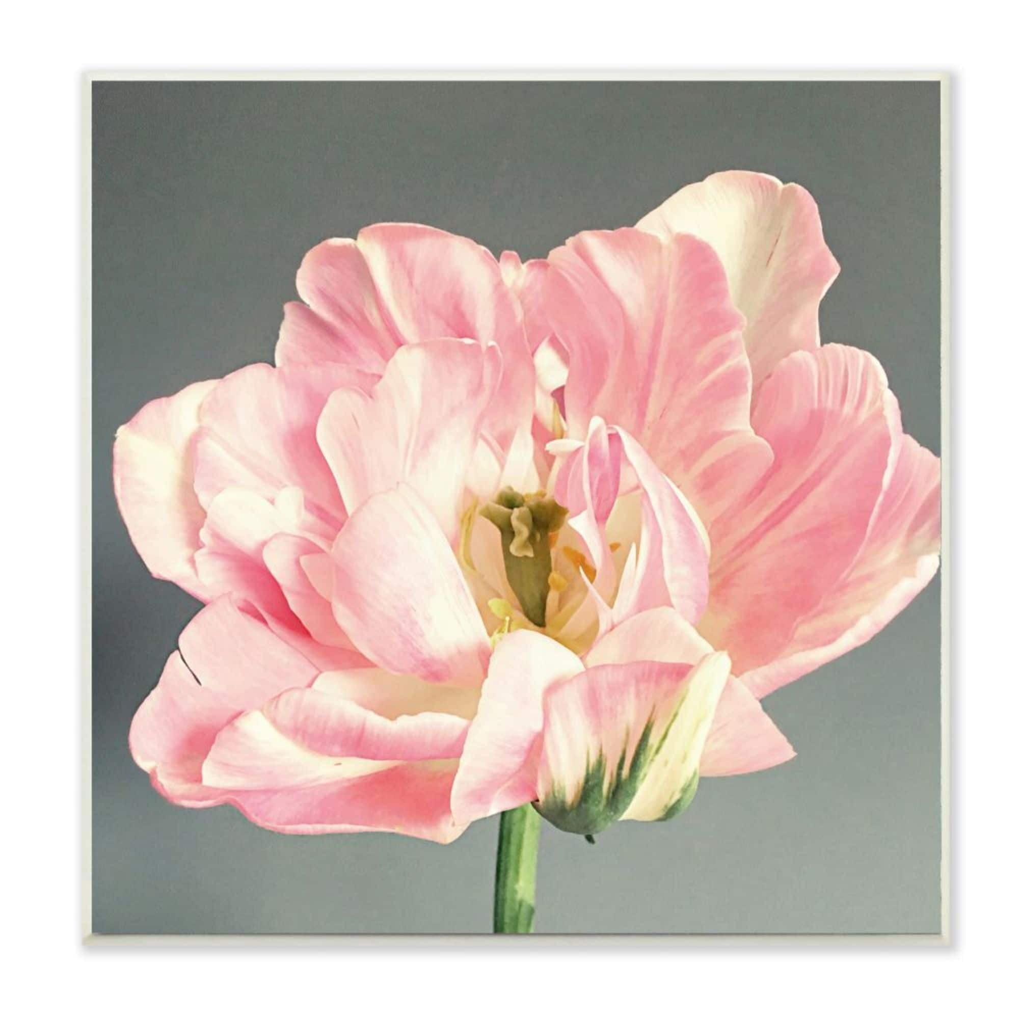 Stupell Industries Pink Floral Close-Up Flower Petal Bloom Design by Sarah Jane