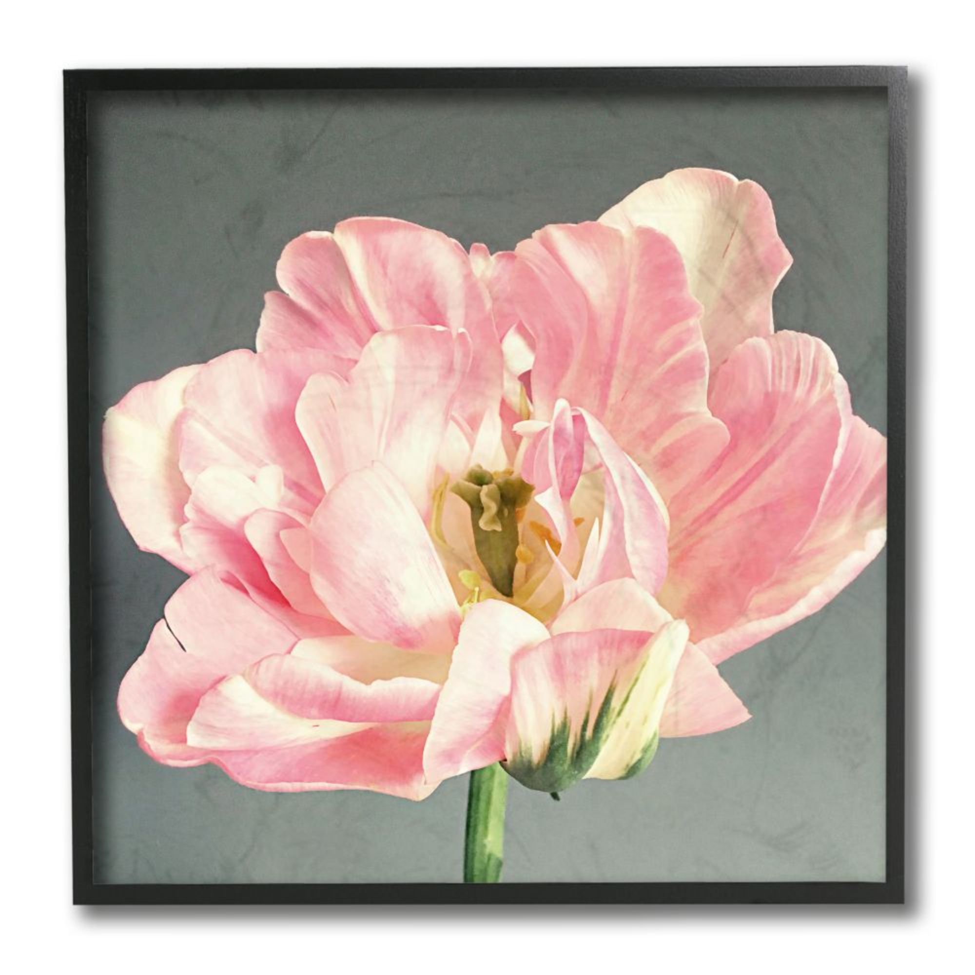 Stupell Industries Pink Floral Close-Up Flower Petal Bloom Design by Sarah Jane