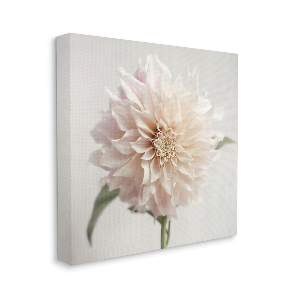 Stupell Industries Pink Floral Close Up Pink Dahlia Details Canvas Wall Art Design by Sarah Jane, 24" x 24"