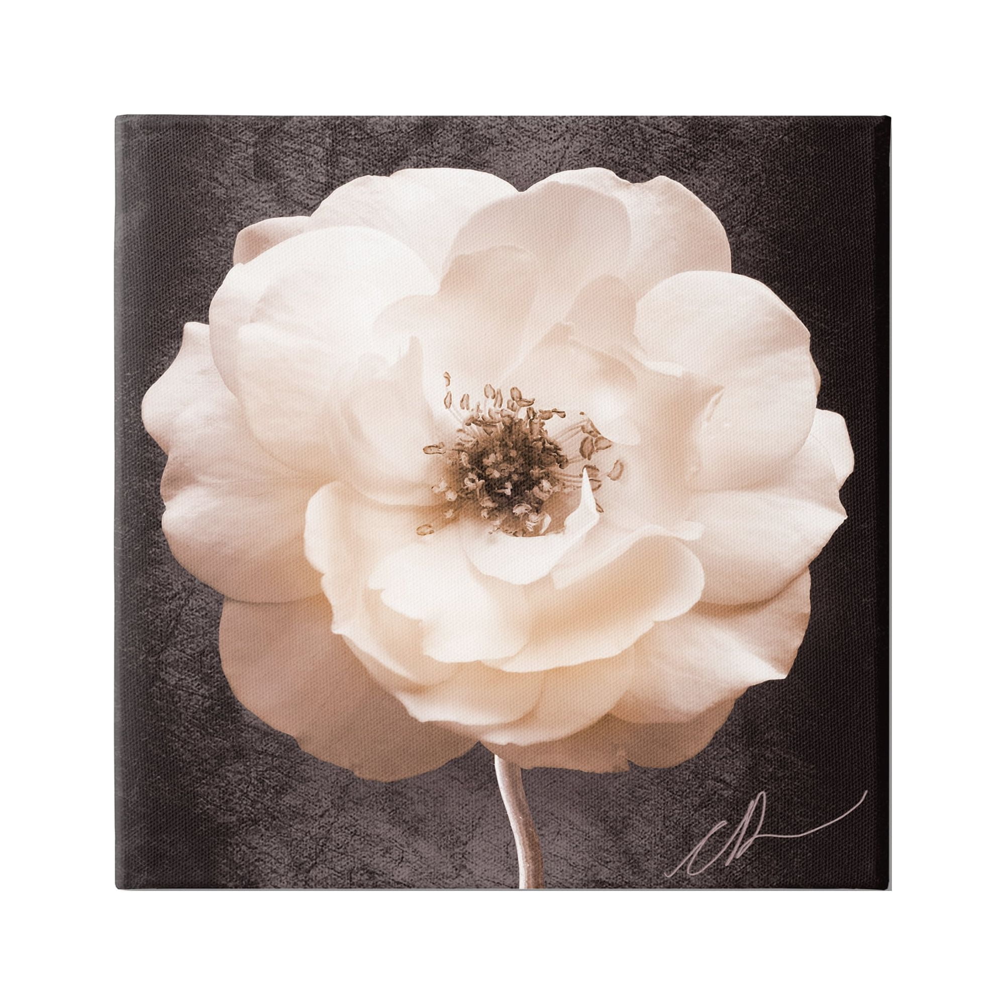 Stupell Industries Pink Flower Photography Botanical & Floral Painting Gallery Wrapped Canvas Art Print Wall Art, 17 x 17