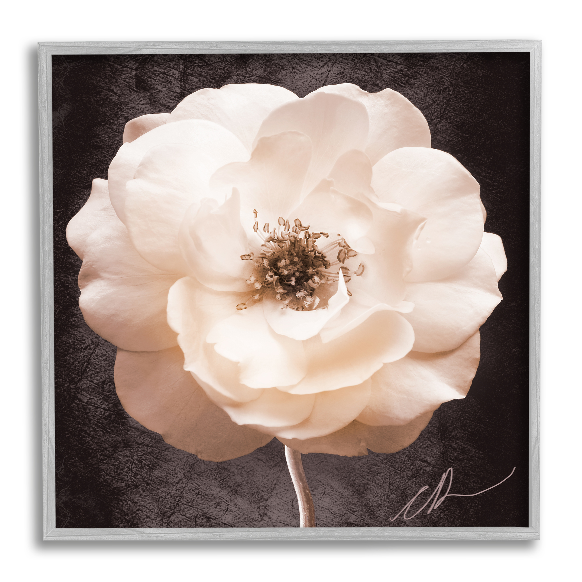 Stupell Industries Pink Flower Photography Botanical & Floral Painting Gray Framed Art Print Wall Art, 12 x 12