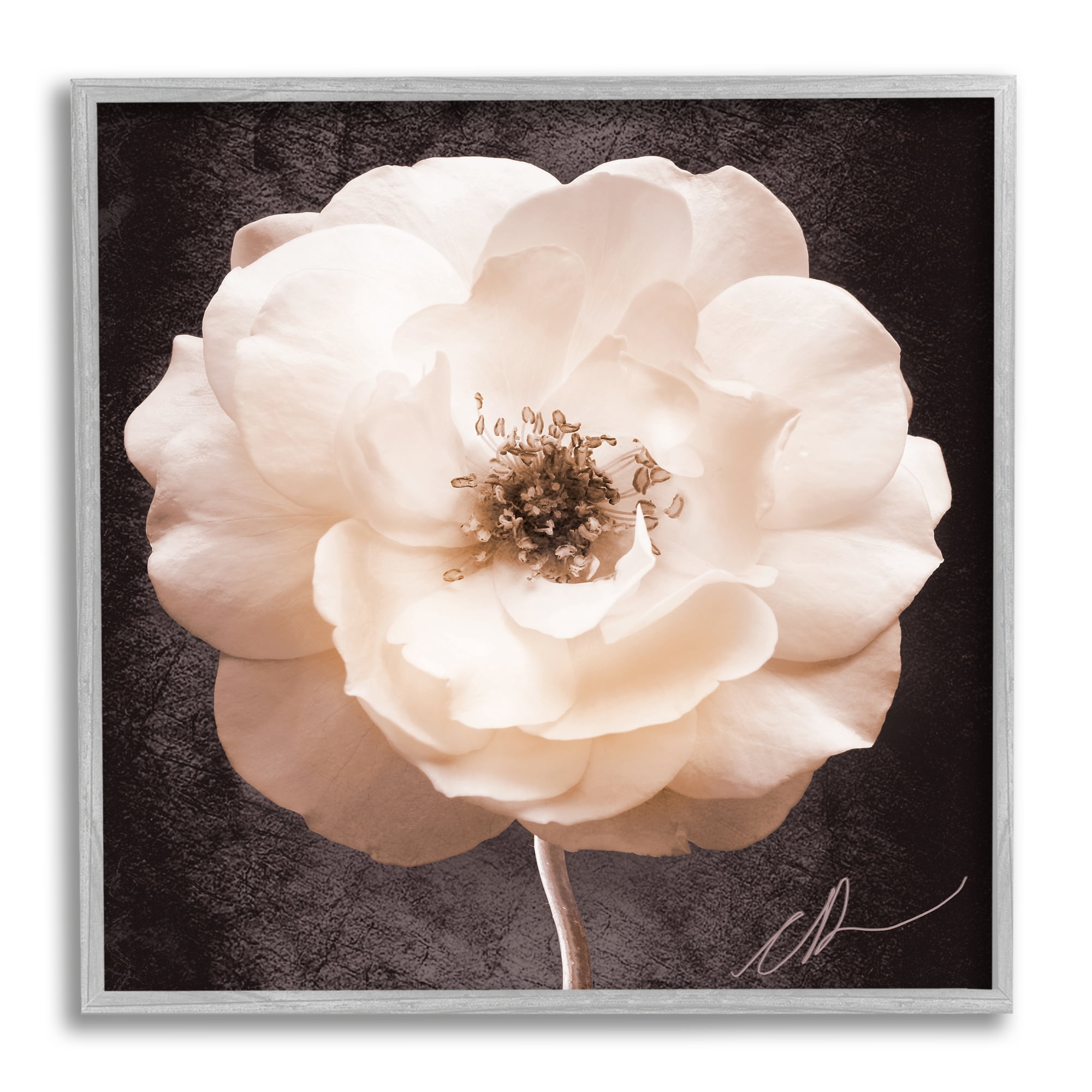 Stupell Industries Pink Flower Photography Botanical & Floral Painting Gray Framed Art Print Wall Art, 17 x 17