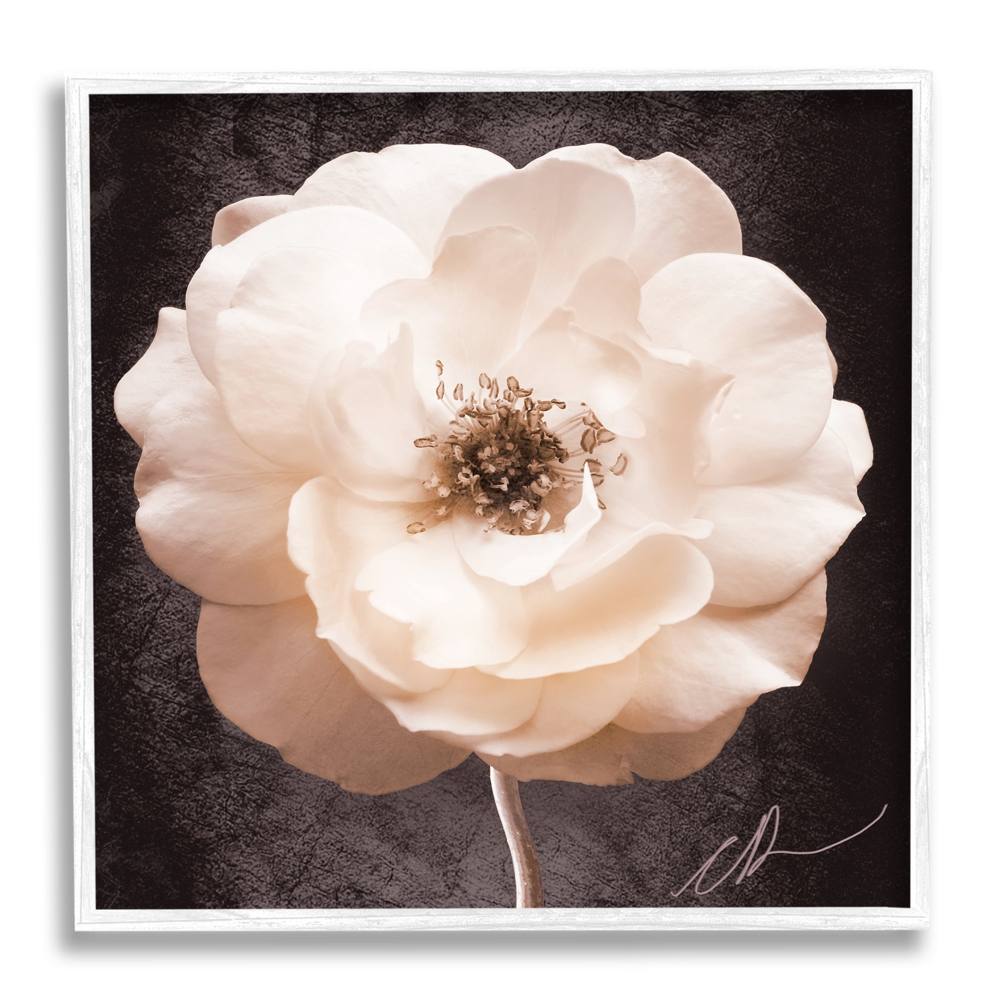 Stupell Industries Pink Flower Photography Botanical & Floral Painting White Framed Art Print Wall Art, 12 x 12
