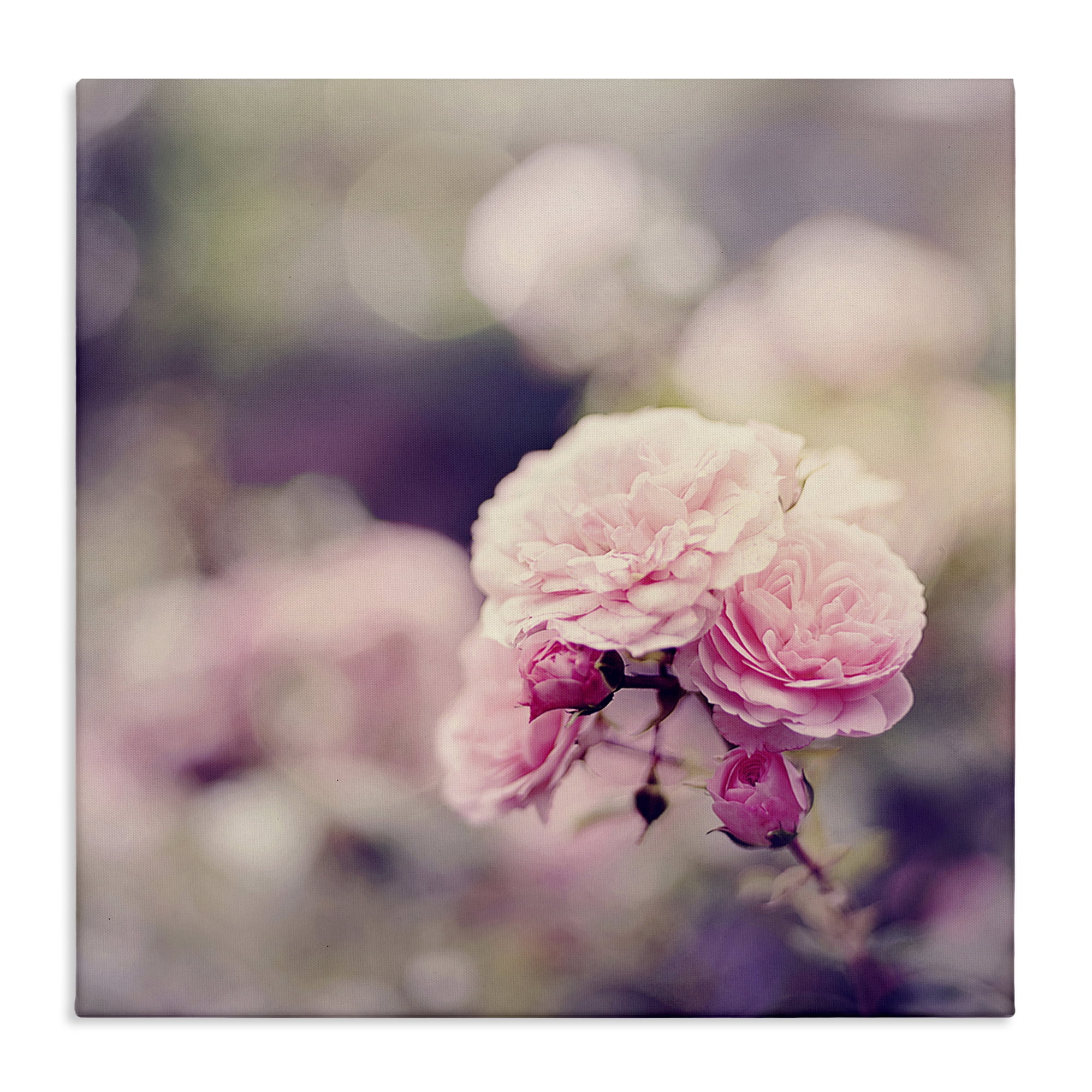 Stupell Industries Pink Garden Ranunculus Plants & Flowers Photography Wrapped Canvas Art Print Wall Art, 36 x 36