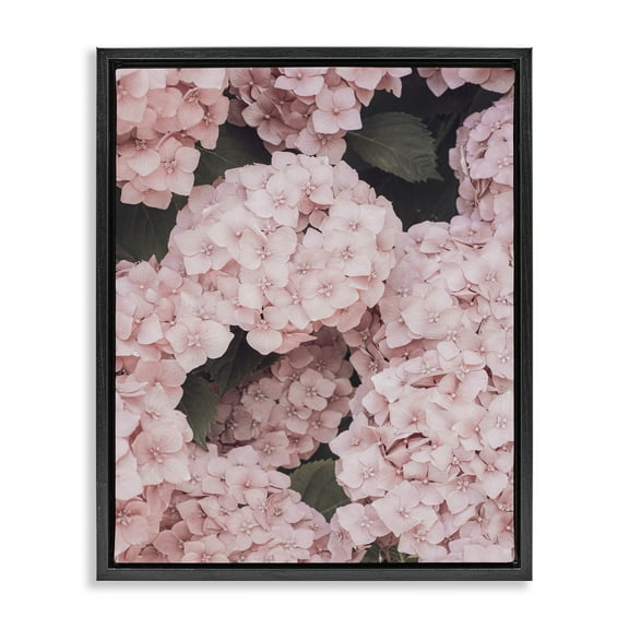 Stupell Industries Pink Hydrangea Blossoms Plants & Flowers Photography Black Floater Framed Canvas Art Print Wall Art, 17 x 21