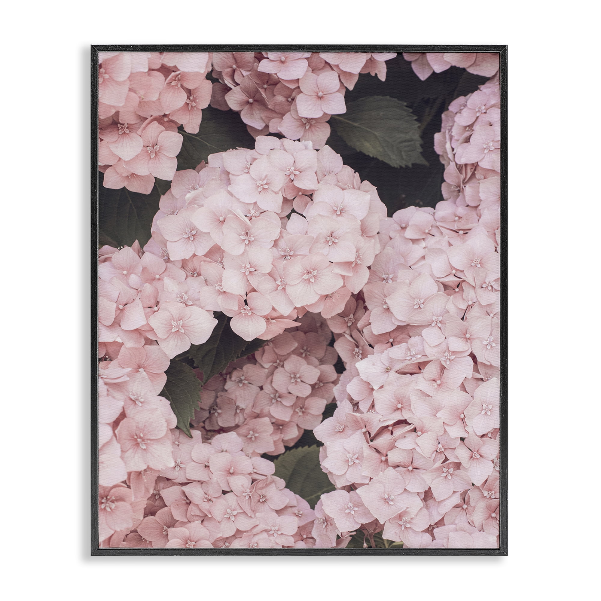 Stupell Industries Pink Hydrangea Blossoms Plants & Flowers Photography Black Framed Art Print Wall Art, 16 x 20