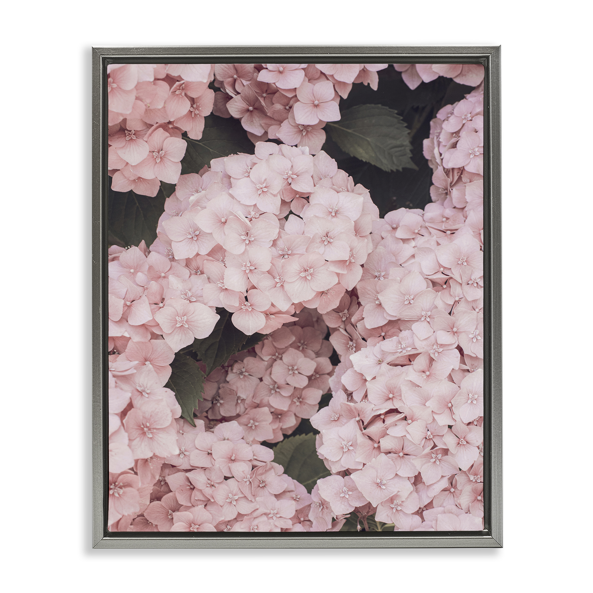 Stupell Industries Pink Hydrangea Blossoms Plants & Flowers Photography Gray Floater Framed Canvas Art Print Wall Art, 25 x 31