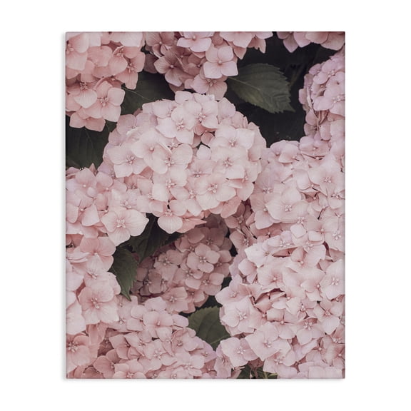 Stupell Industries Pink Hydrangea Blossoms Plants & Flowers Photography Wrapped Canvas Art Print Wall Art, 24 x 30