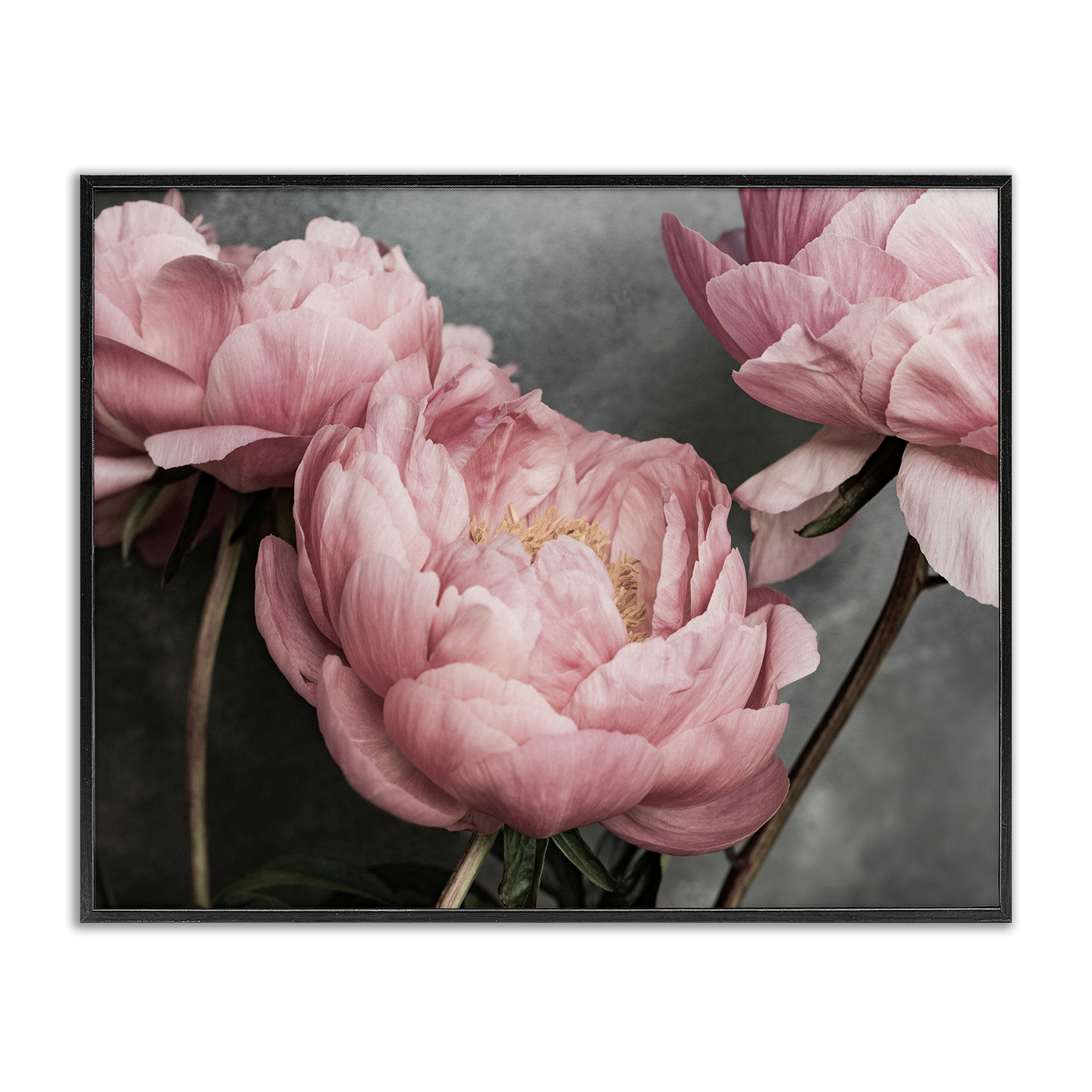 Stupell Industries Pink Peonies Trio Plants & Flowers Painting Black Framed Art Print Wall Art, 20 x 16