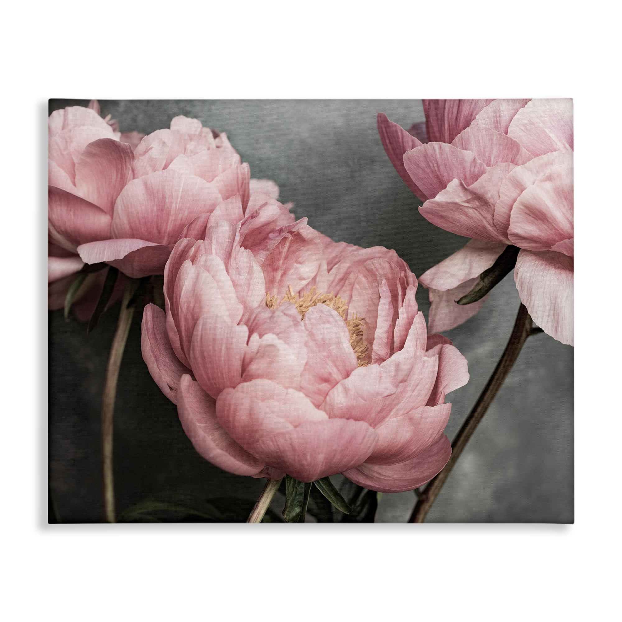 Stupell Industries Pink Peonies Trio Plants & Flowers Painting Wrapped Canvas Art Print Wall Art, 48 x 36