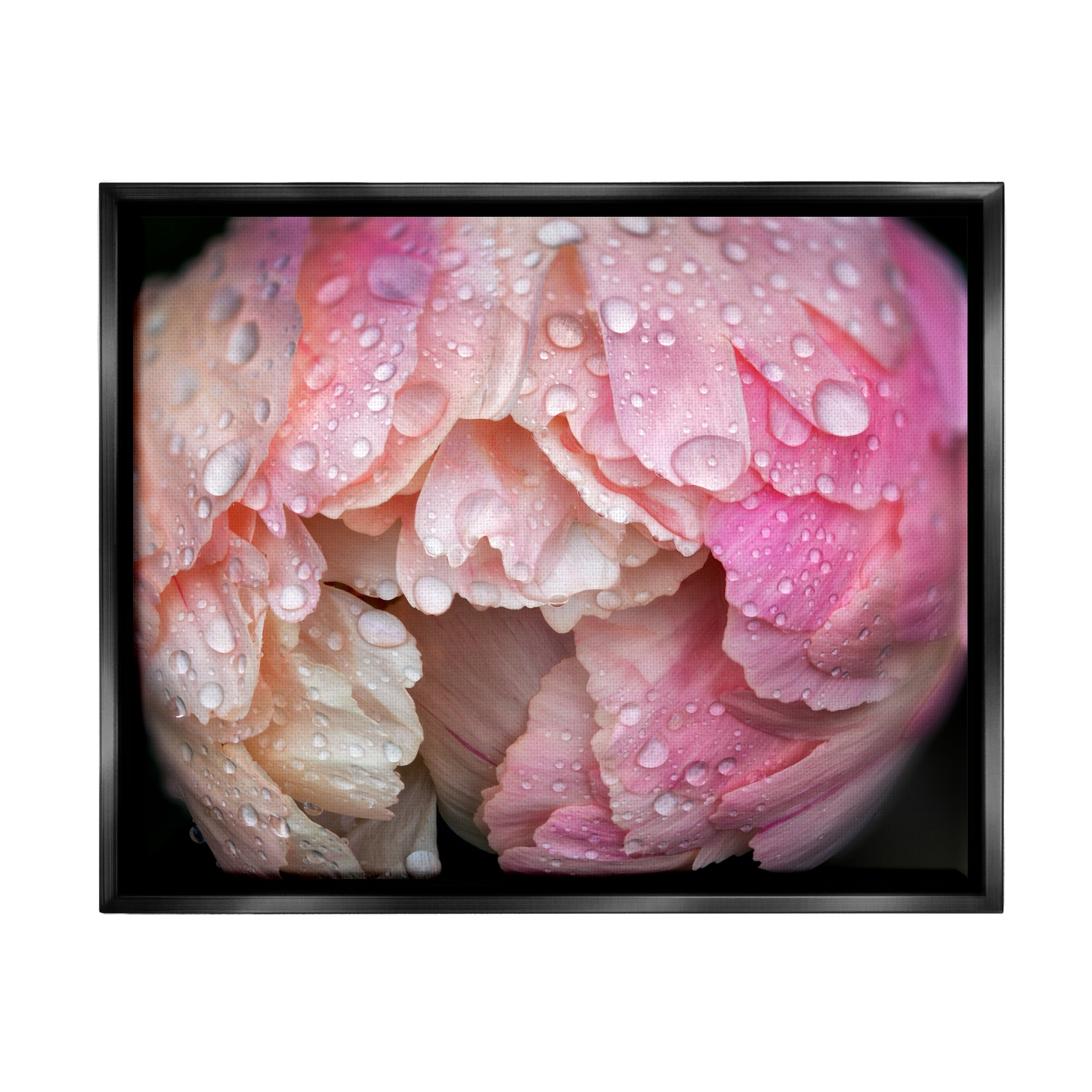 Stupell Industries Pink Peony Budding Water Droplets Botanical & Floral Photography Black Floater Framed Art Print Wall Art