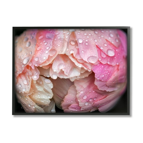 Stupell Industries Pink Peony Budding Water Droplets Botanical & Floral Photography Black Framed Art Print Wall Art