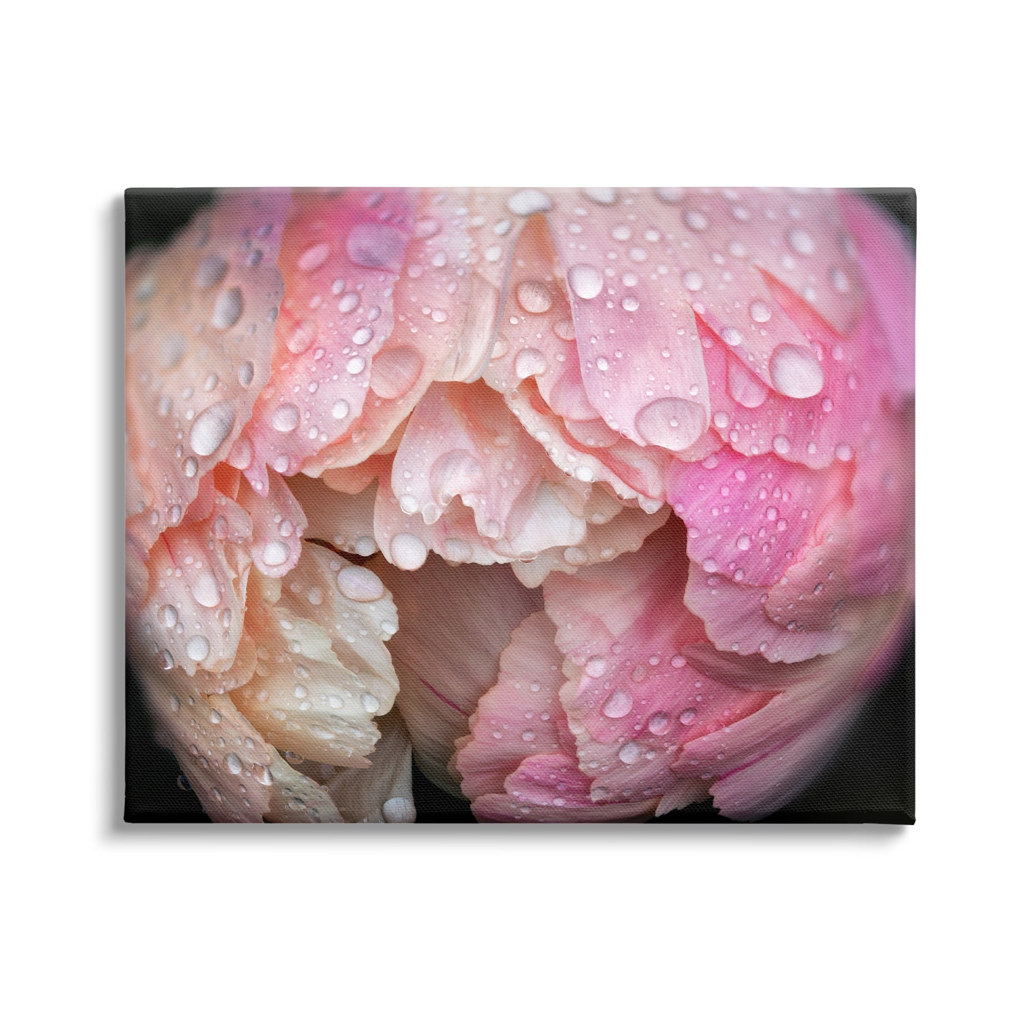 Stupell Industries Pink Peony Budding Water Droplets Botanical & Floral Photography Gallery Wrapped Canvas Print Wall Art