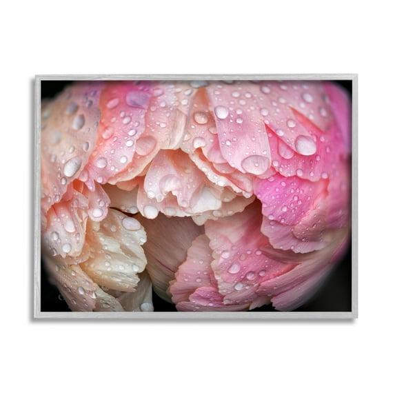Stupell Industries Pink Peony Budding Water Droplets Botanical & Floral Photography Gray Framed Art Print Wall Art