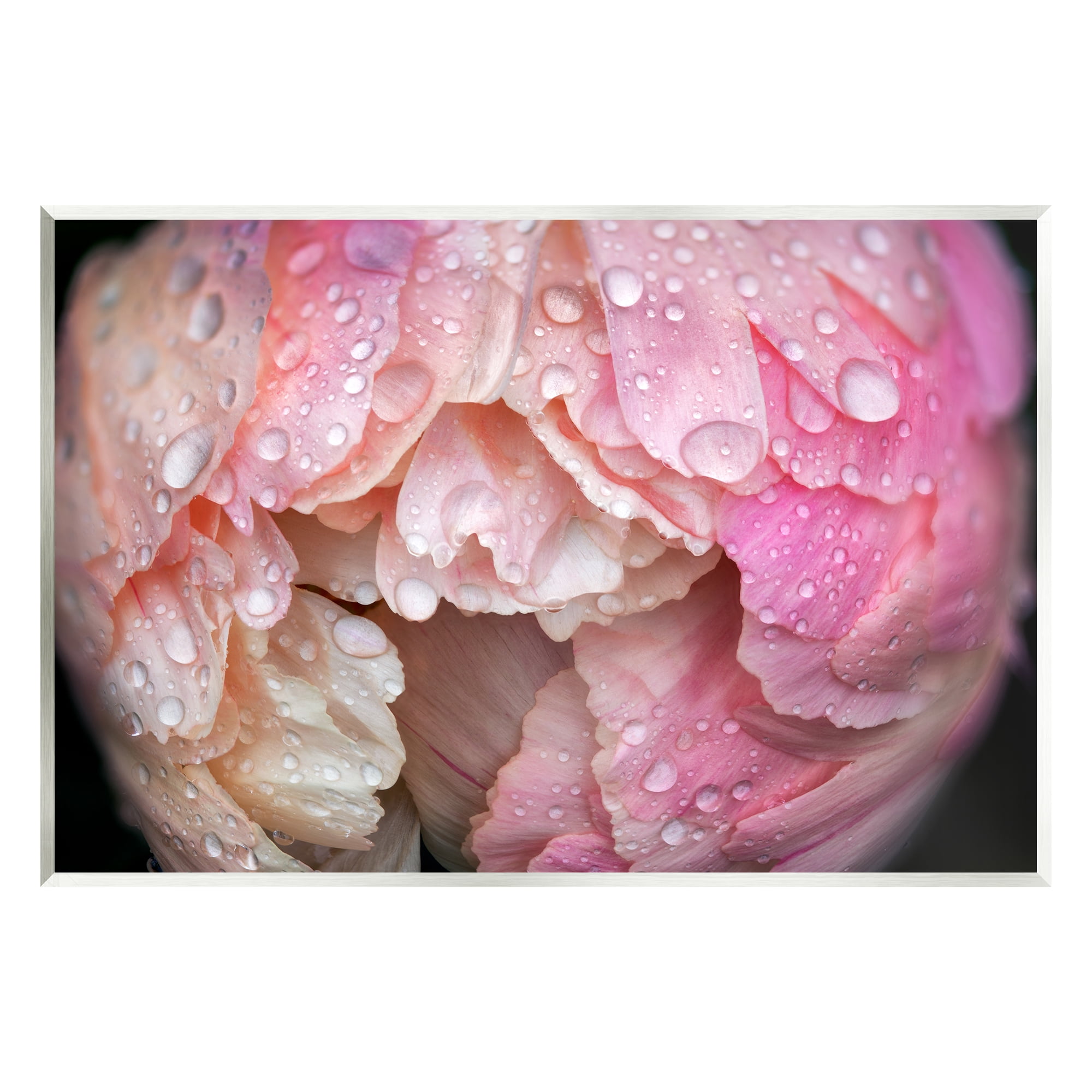 Stupell Industries Pink Peony Budding Water Droplets Botanical & Floral Photography Unframed Art Print Wall Art