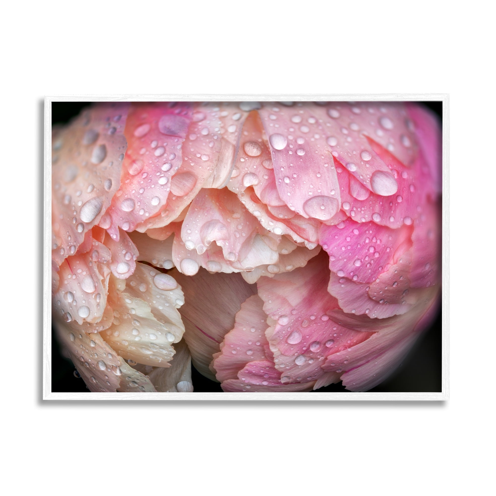 Stupell Industries Pink Peony Budding Water Droplets Botanical & Floral Photography White Framed Art Print Wall Art